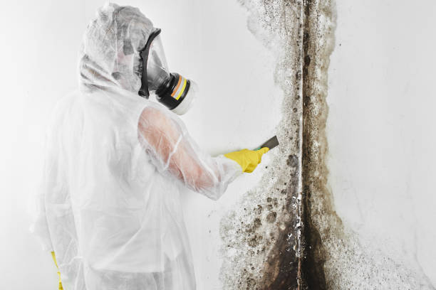 Best Local Mold Removal Service  in Coalfield, TN