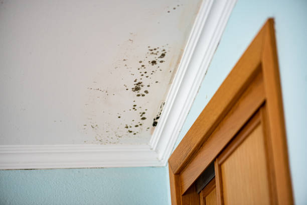 Best Emergency Mold Removal  in Coalfield, TN