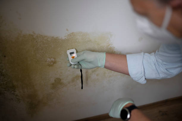 Best Home Mold Removal  in Coalfield, TN