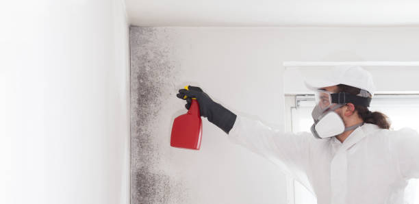 Best Crawl Space Mold Removal  in Coalfield, TN