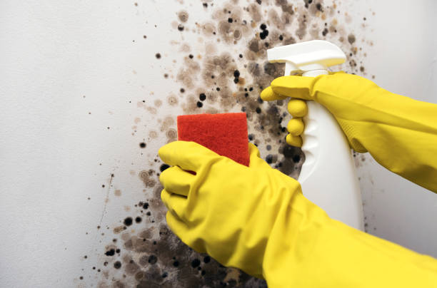 Certified Mold Removal in Coalfield, TN