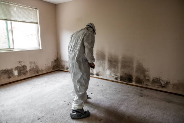 Trusted Coalfield, TN Mold Removal Experts