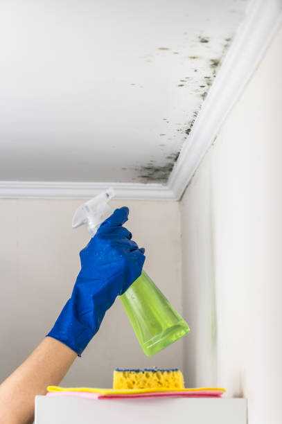 Best Toxic Mold Removal  in Coalfield, TN